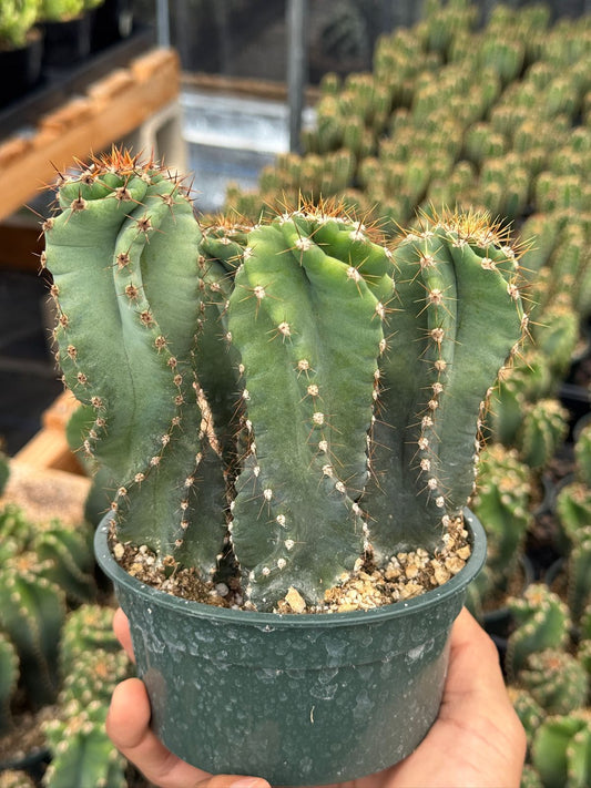Maceta de cereus spiralis 5”