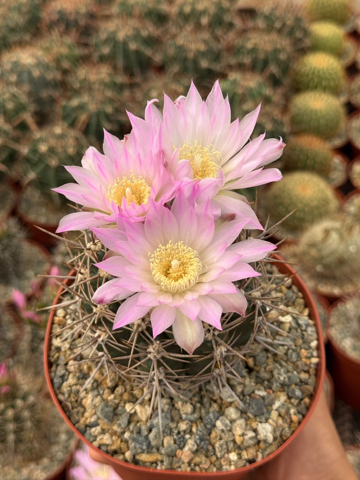 Gymnocalycium horridispinum 6”