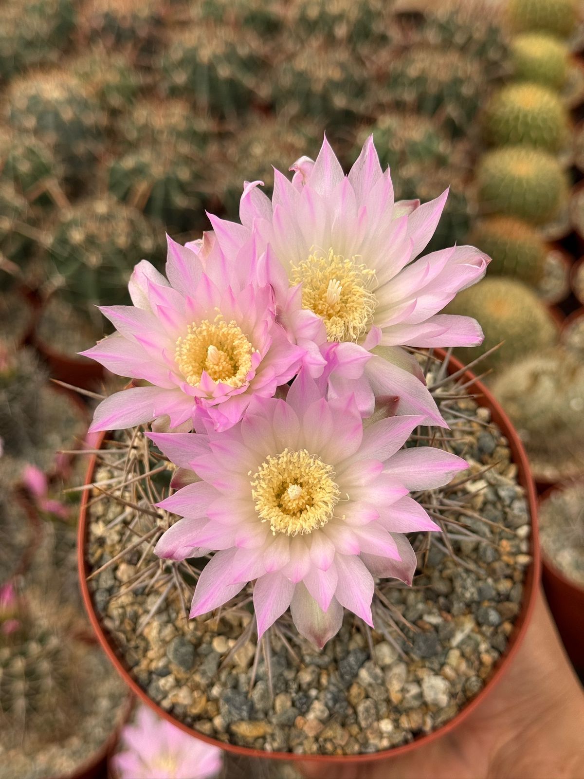 Gymnocalycium horridispinum 6”