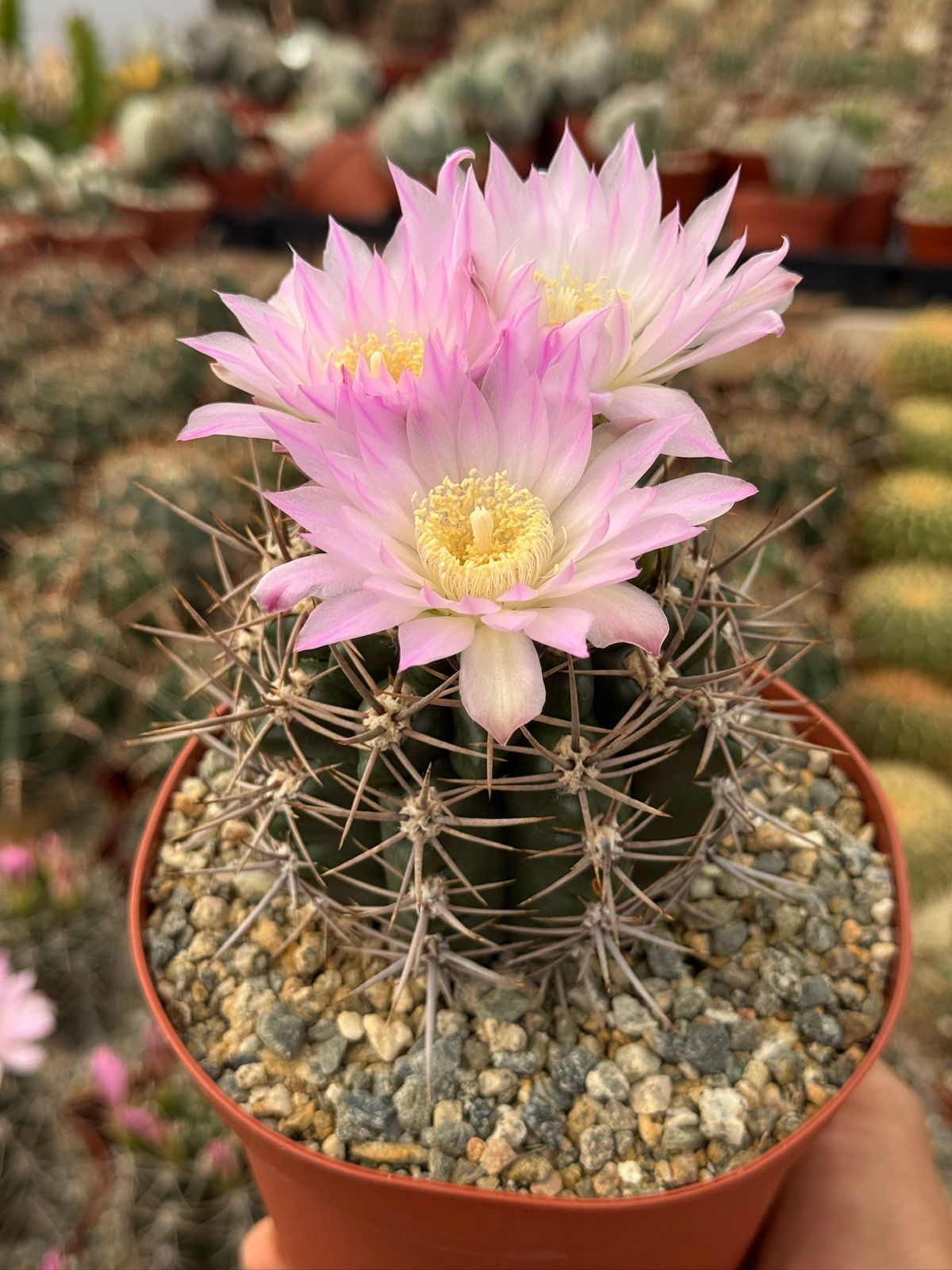 Gymnocalycium horridispinum 6”
