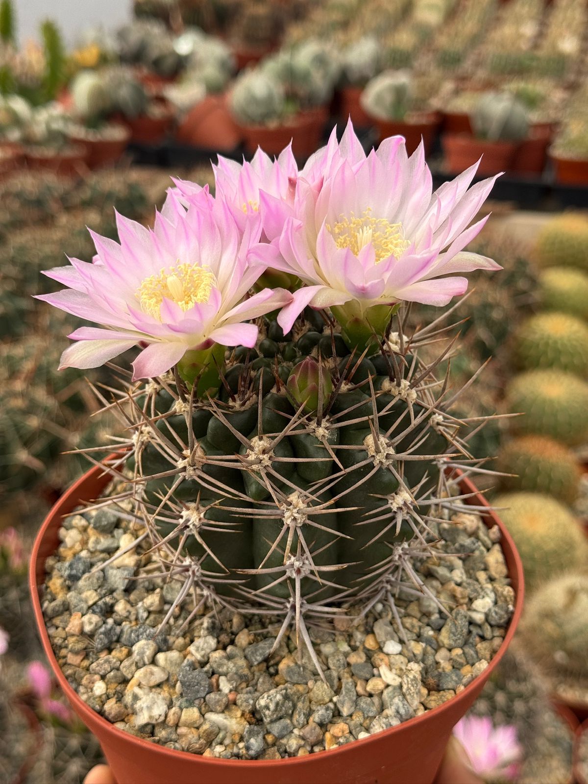Gymnocalycium horridispinum 6”