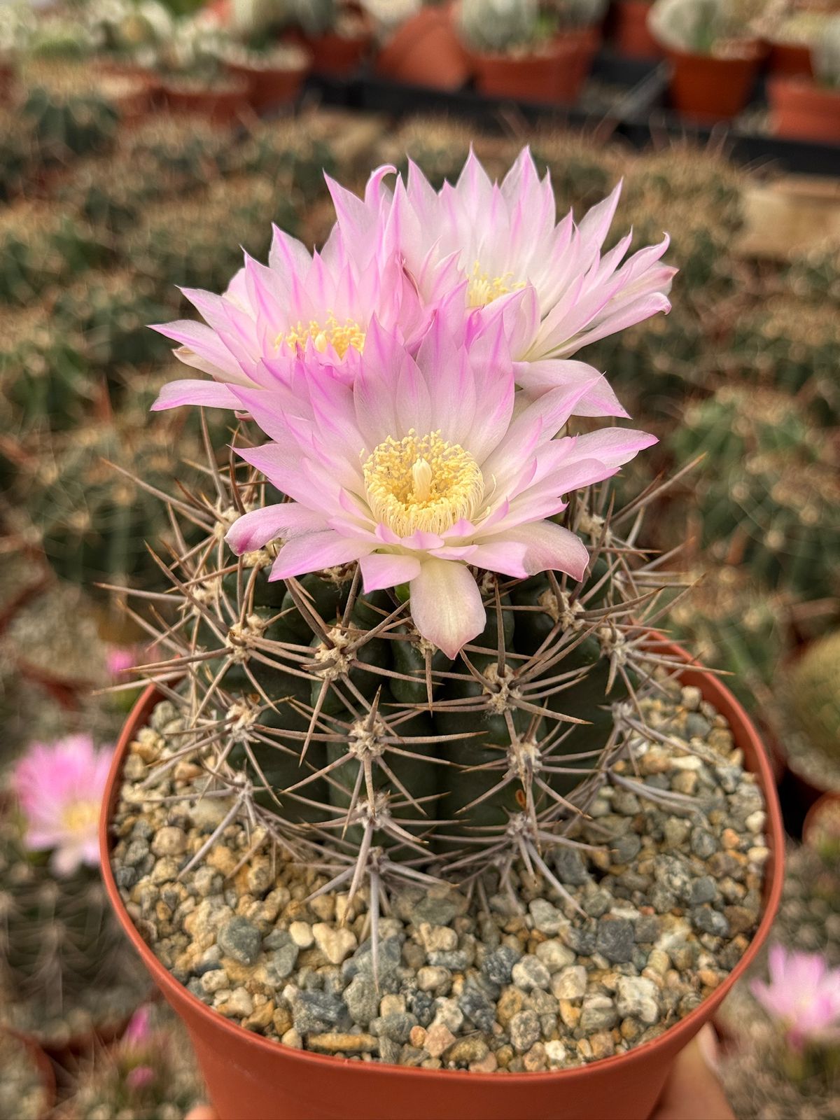Gymnocalycium horridispinum 6”