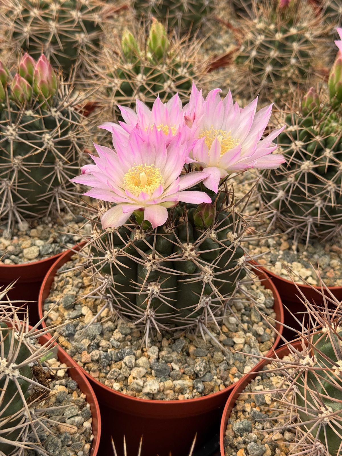 Gymnocalycium horridispinum 6”