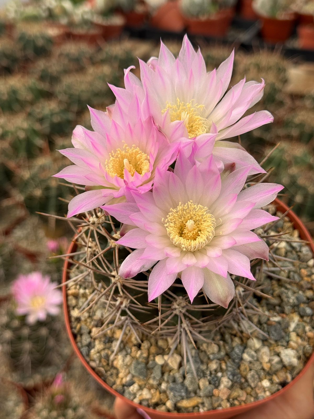 Gymnocalycium horridispinum 6”