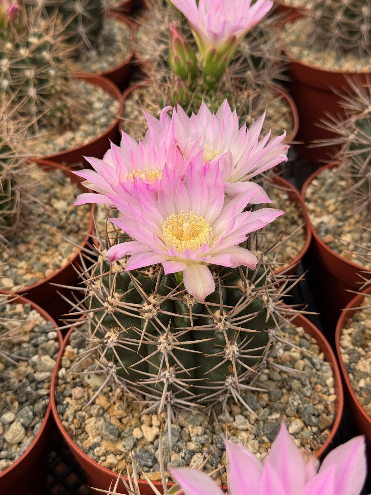 Gymnocalycium horridispinum 6”