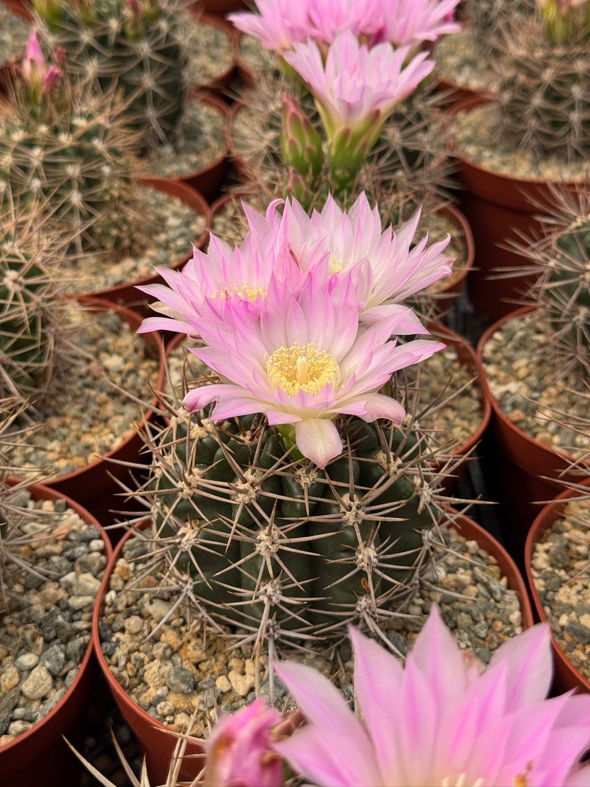 Gymnocalycium horridispinum 6”