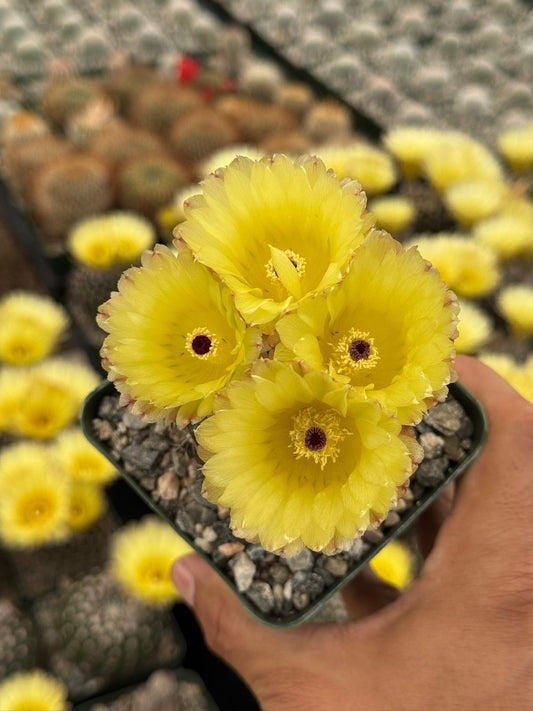 Notocactus ritterianus