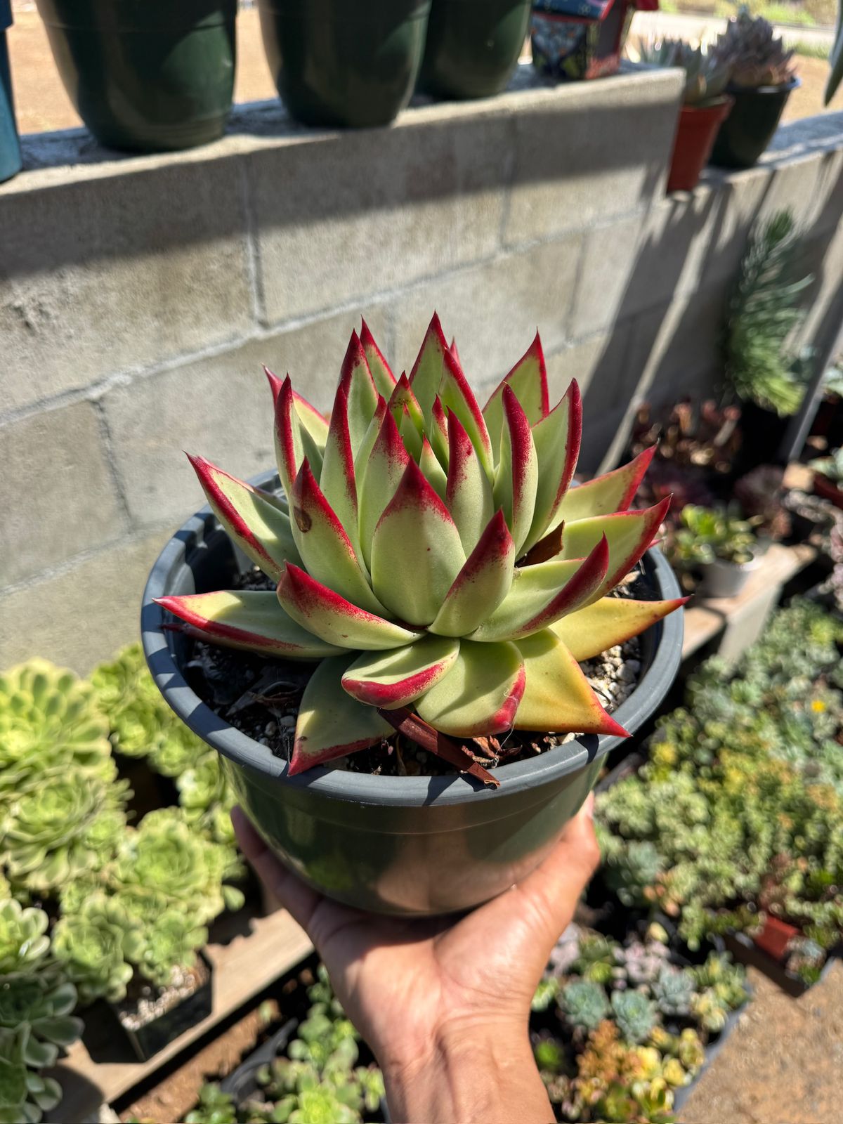 Agavoide ebony jumbo