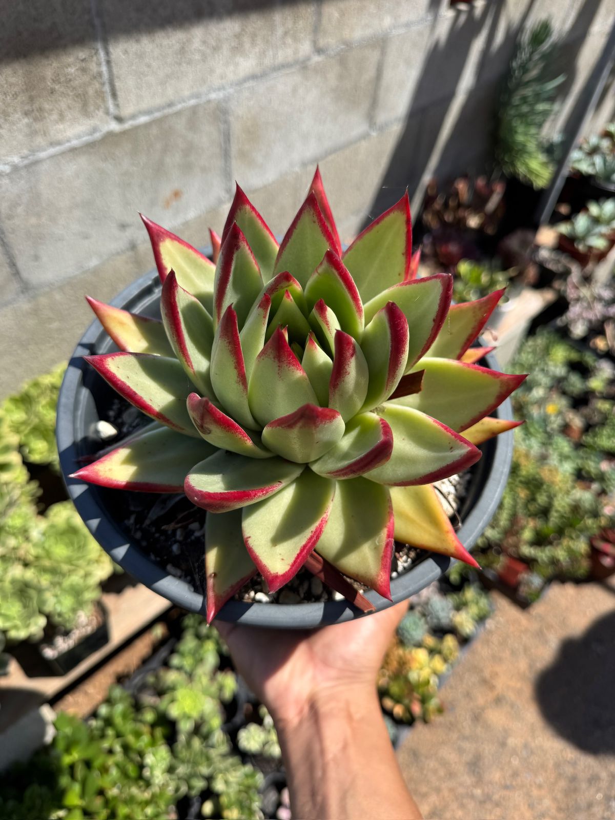 Agavoide ebony jumbo
