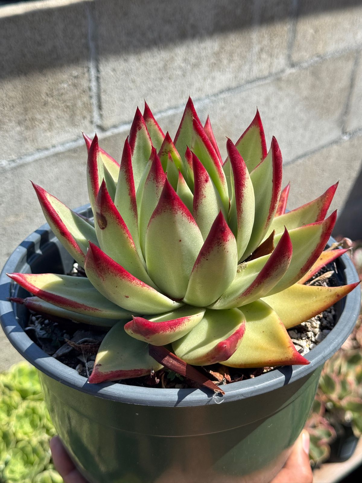 Agavoide ebony jumbo