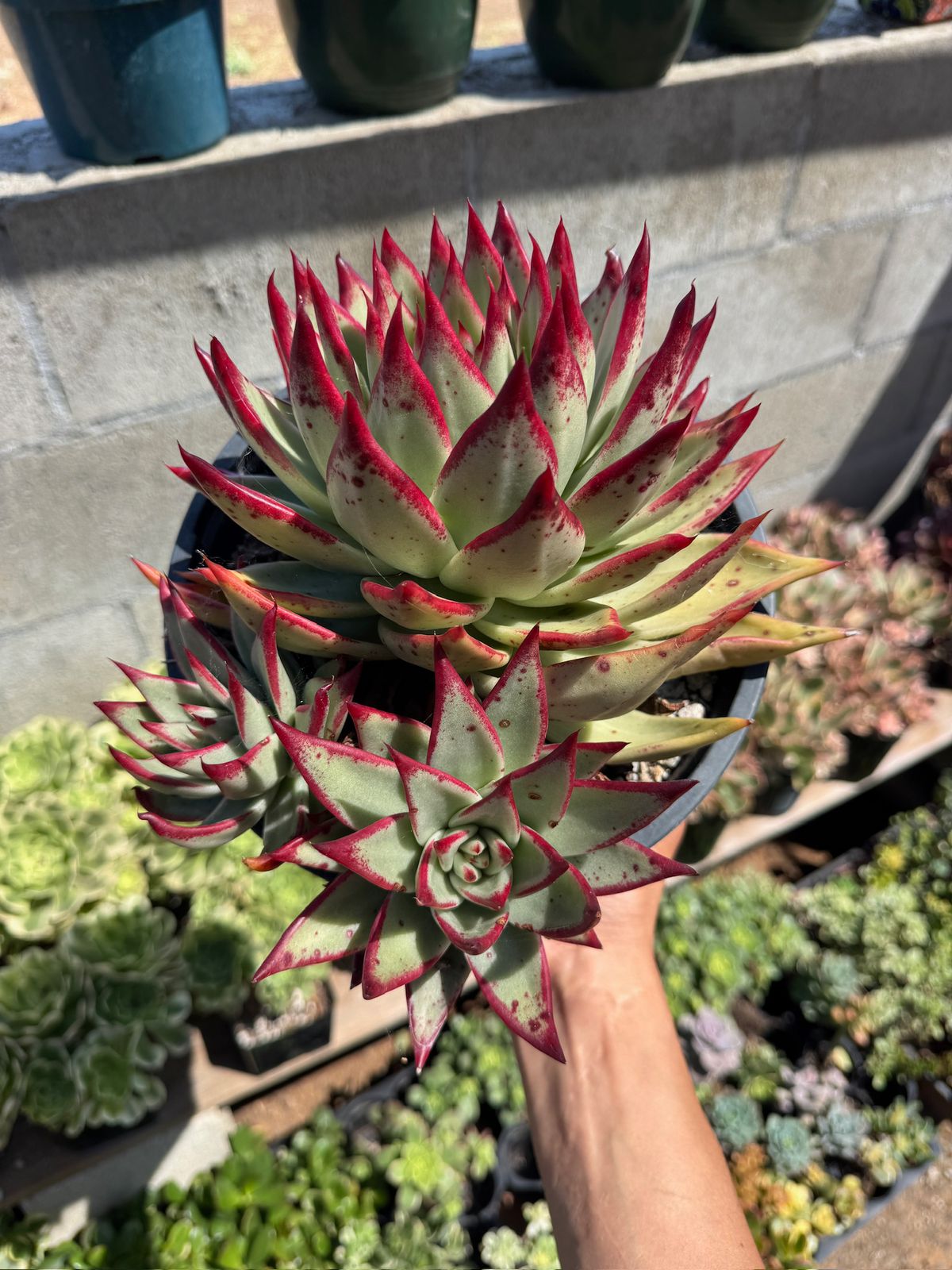 Agavoide ebony jumbo