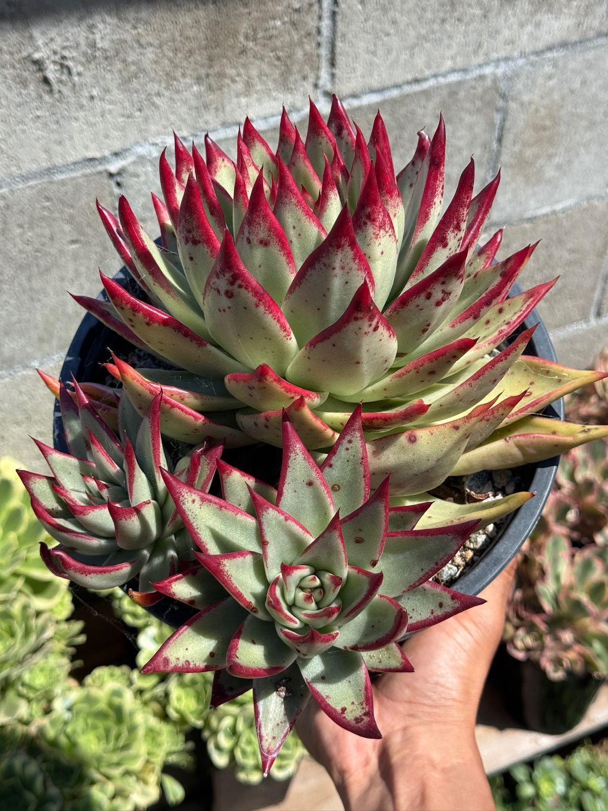 Agavoide ebony jumbo