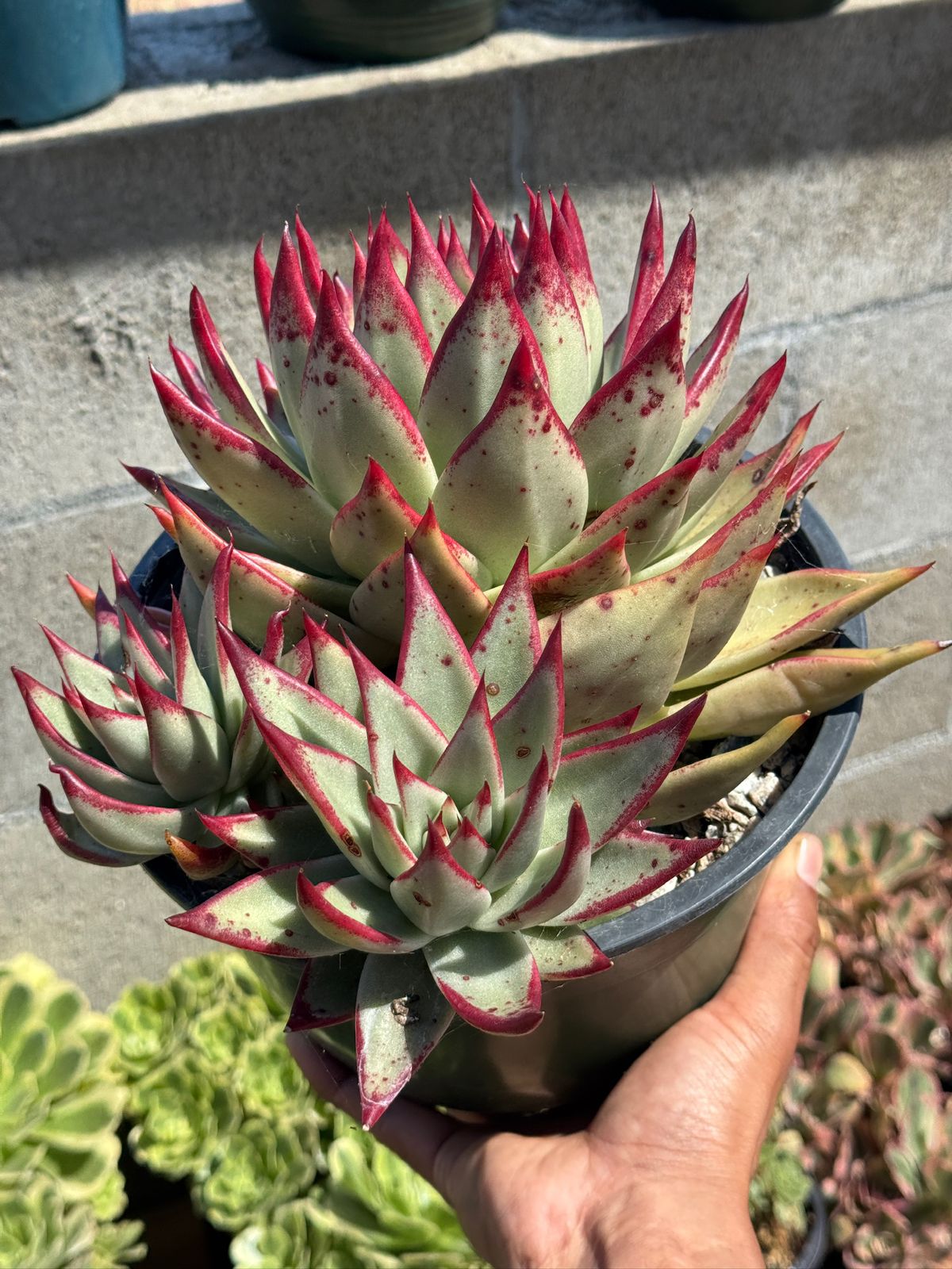 Agavoide ebony jumbo