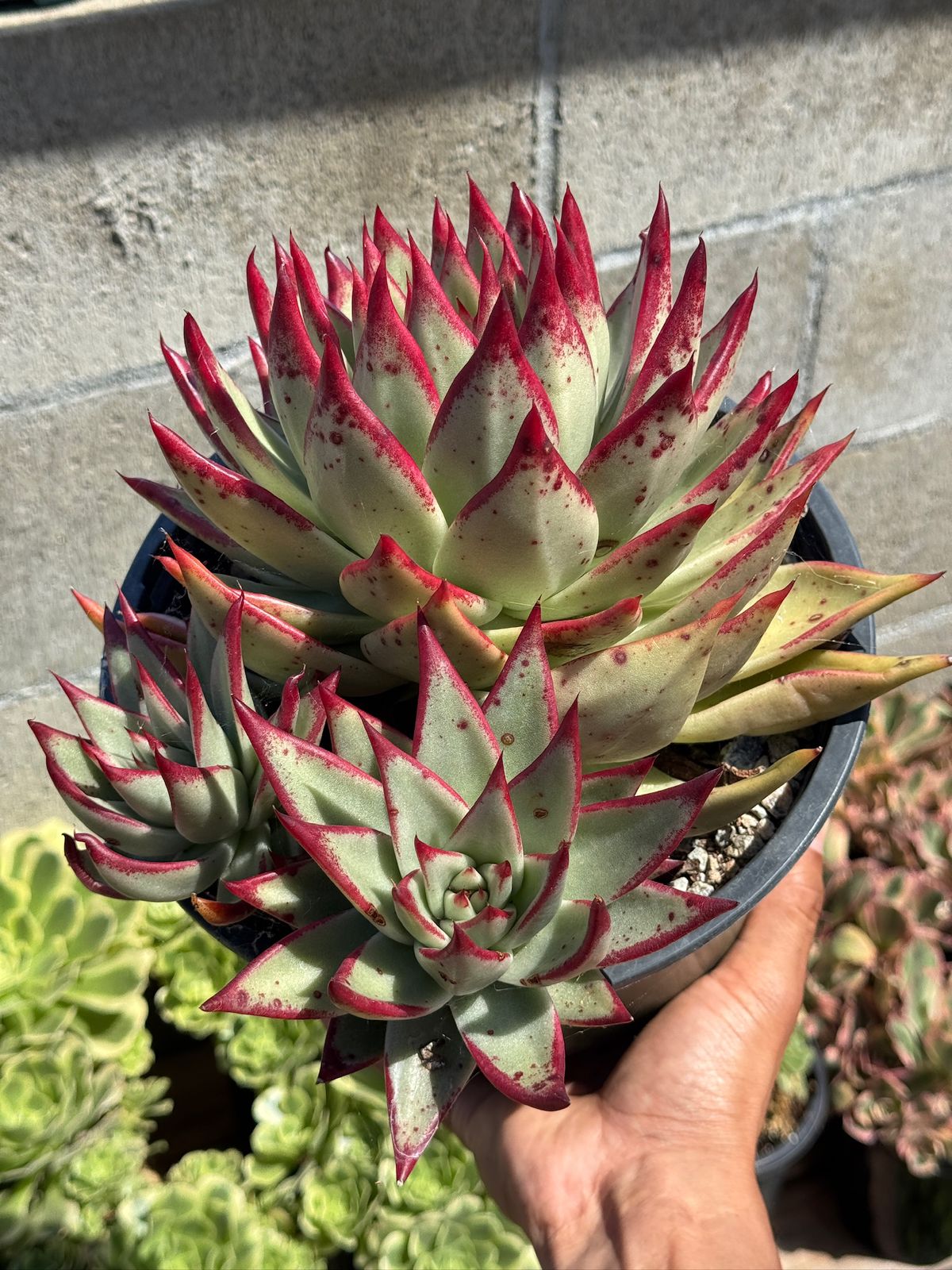 Agavoide ebony jumbo