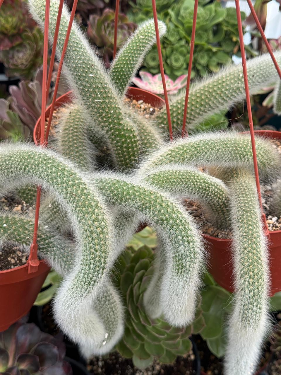Cola de mono cluster (Cleistocactus colademononis)