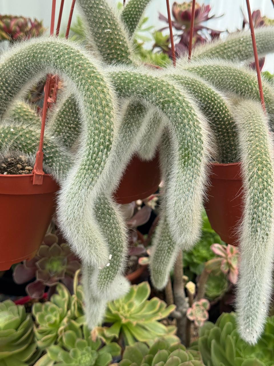 Cola de mono cluster (Cleistocactus colademononis)