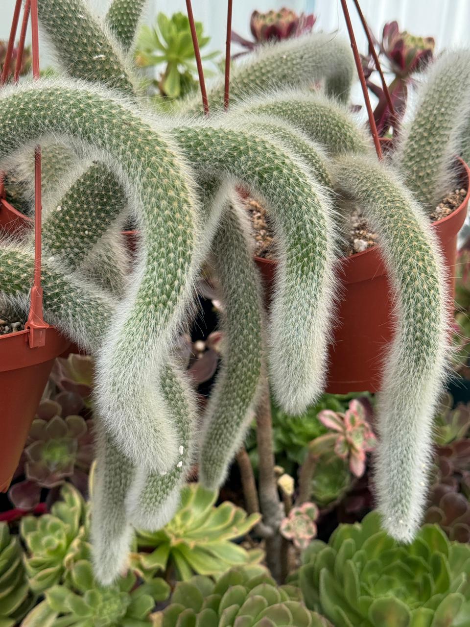 Cola de mono cluster (Cleistocactus colademononis)