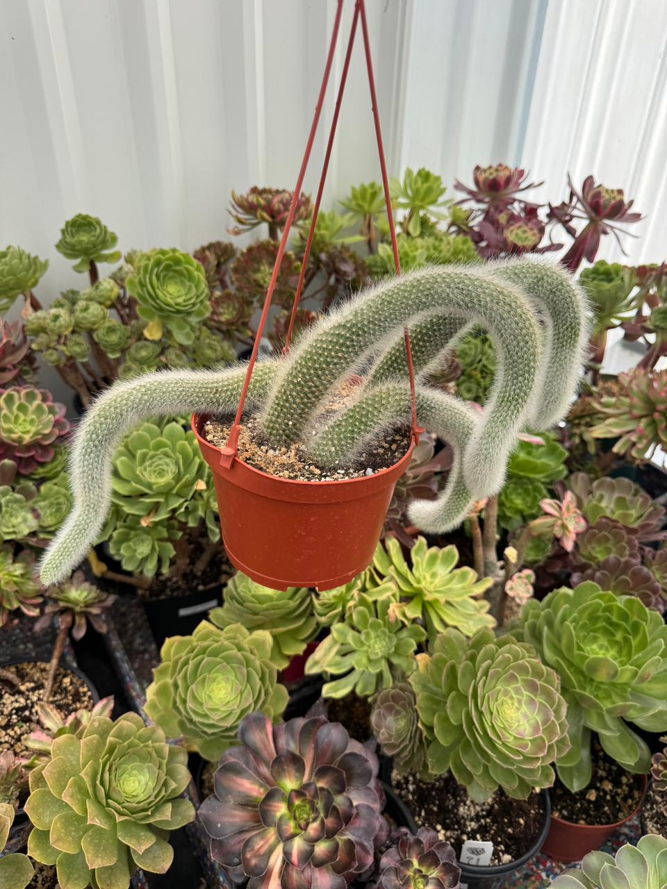 Cola de mono cluster (Cleistocactus colademononis)