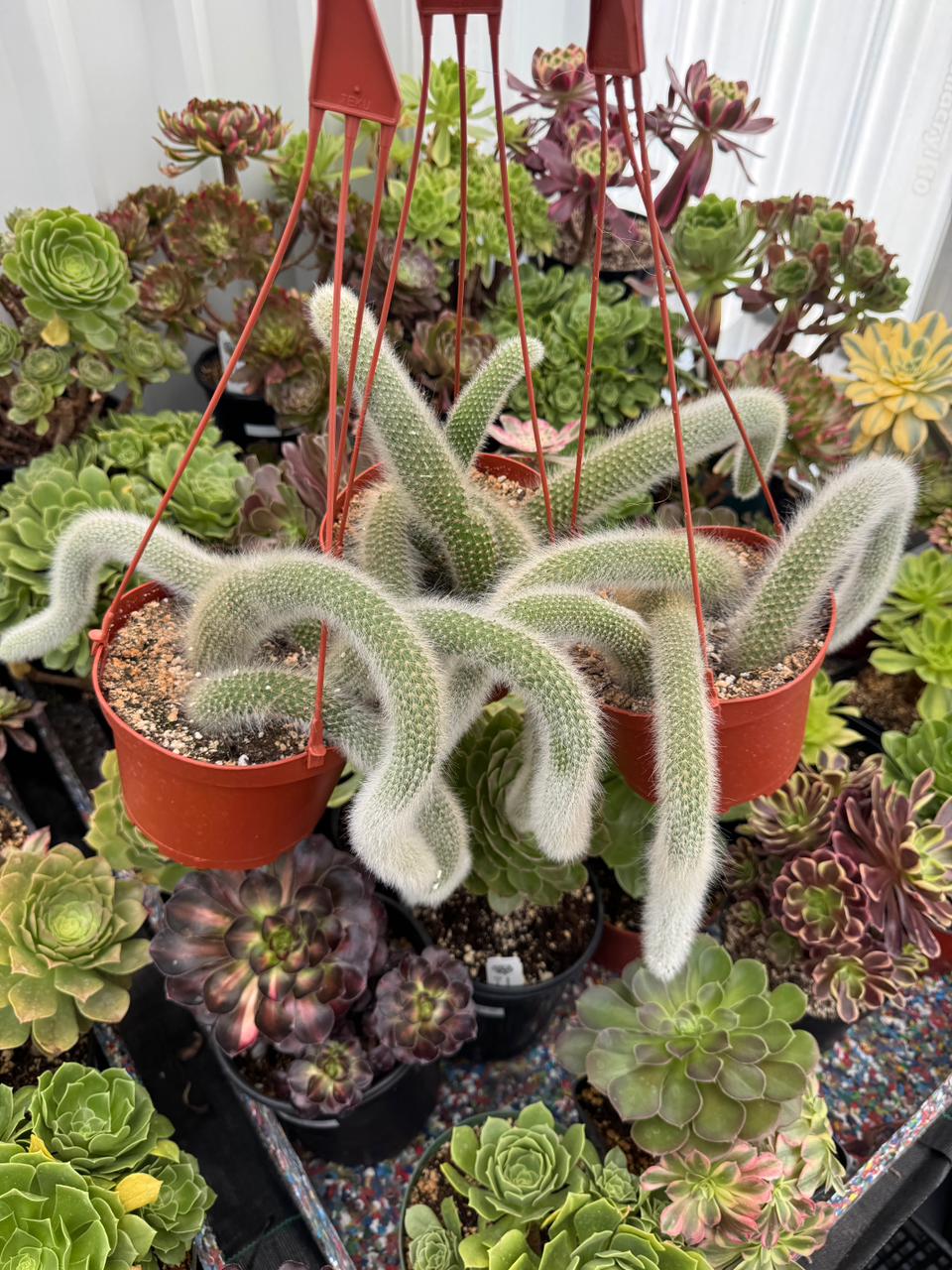 Cola de mono cluster (Cleistocactus colademononis)
