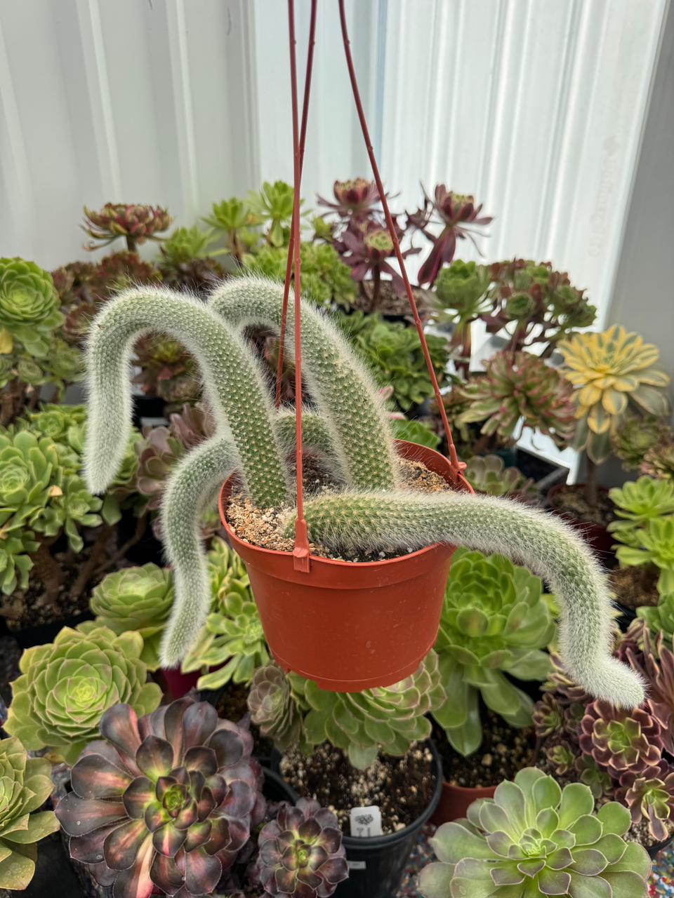 Cola de mono cluster (Cleistocactus colademononis)