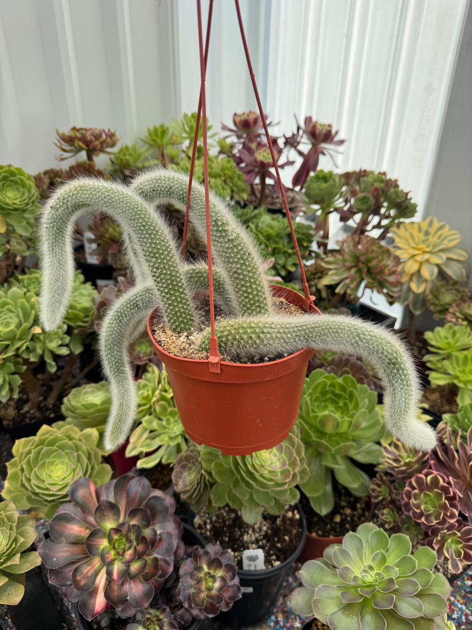 Cola de mono cluster (Cleistocactus colademononis)
