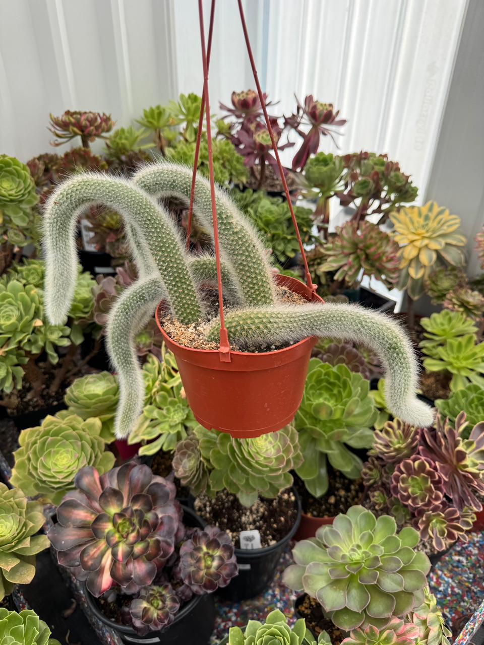 Cola de mono cluster (Cleistocactus colademononis)