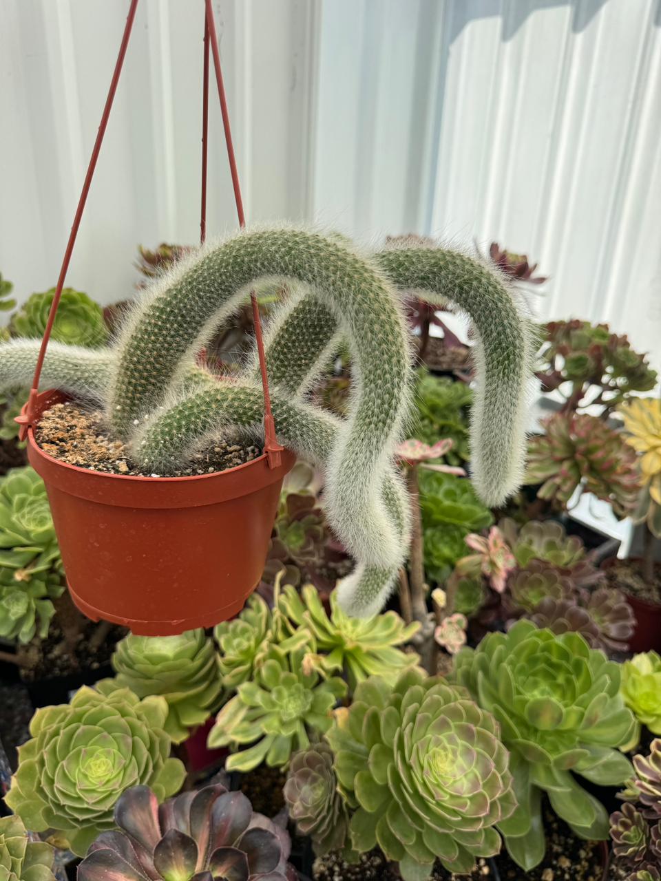 Cola de mono cluster (Cleistocactus colademononis)