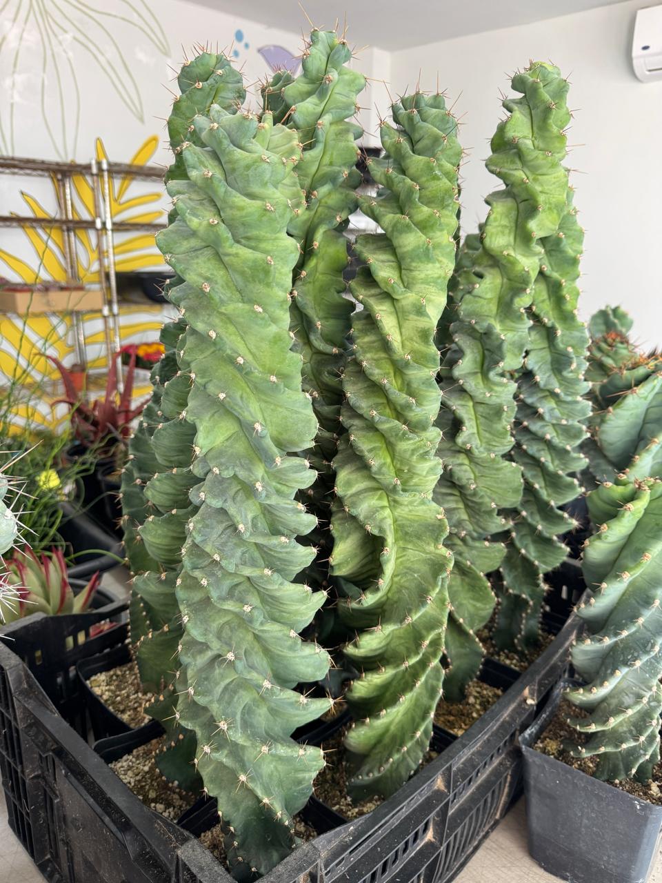 Cereus forbesii spiralis 60cm