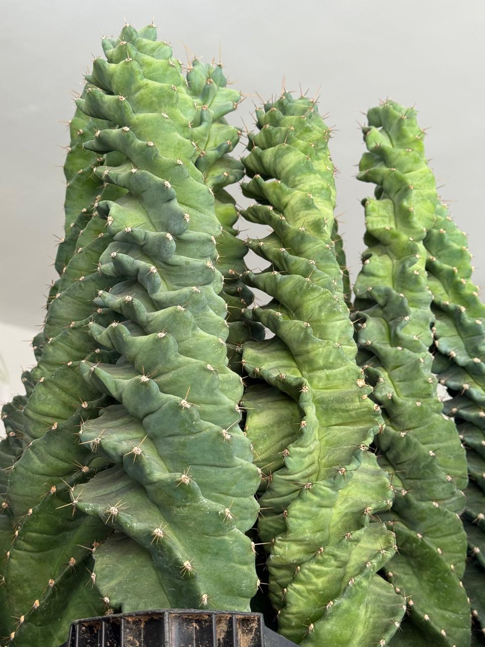 Cereus forbesii spiralis 60cm