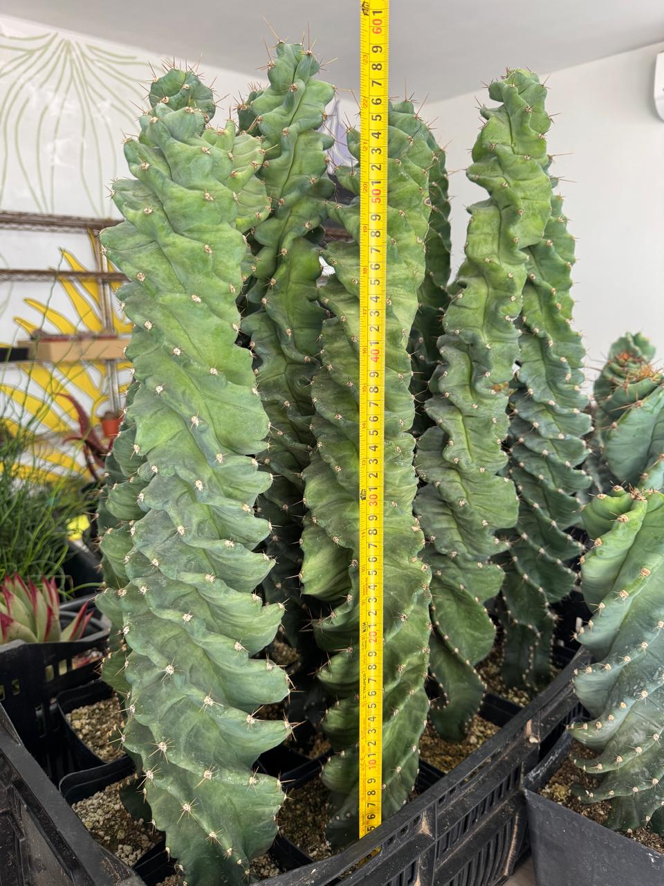 Cereus forbesii spiralis 60cm