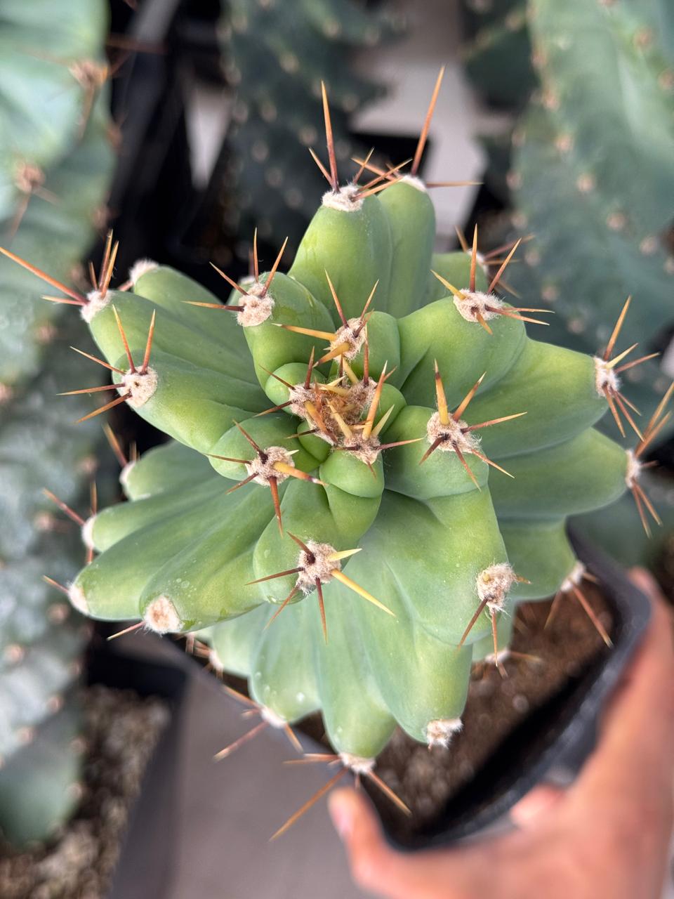 Cereus forbesii spiralis 60cm