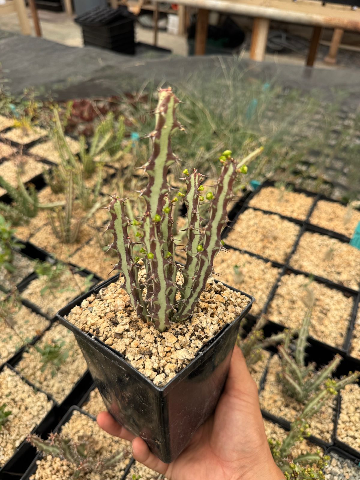Euphorbia knutii