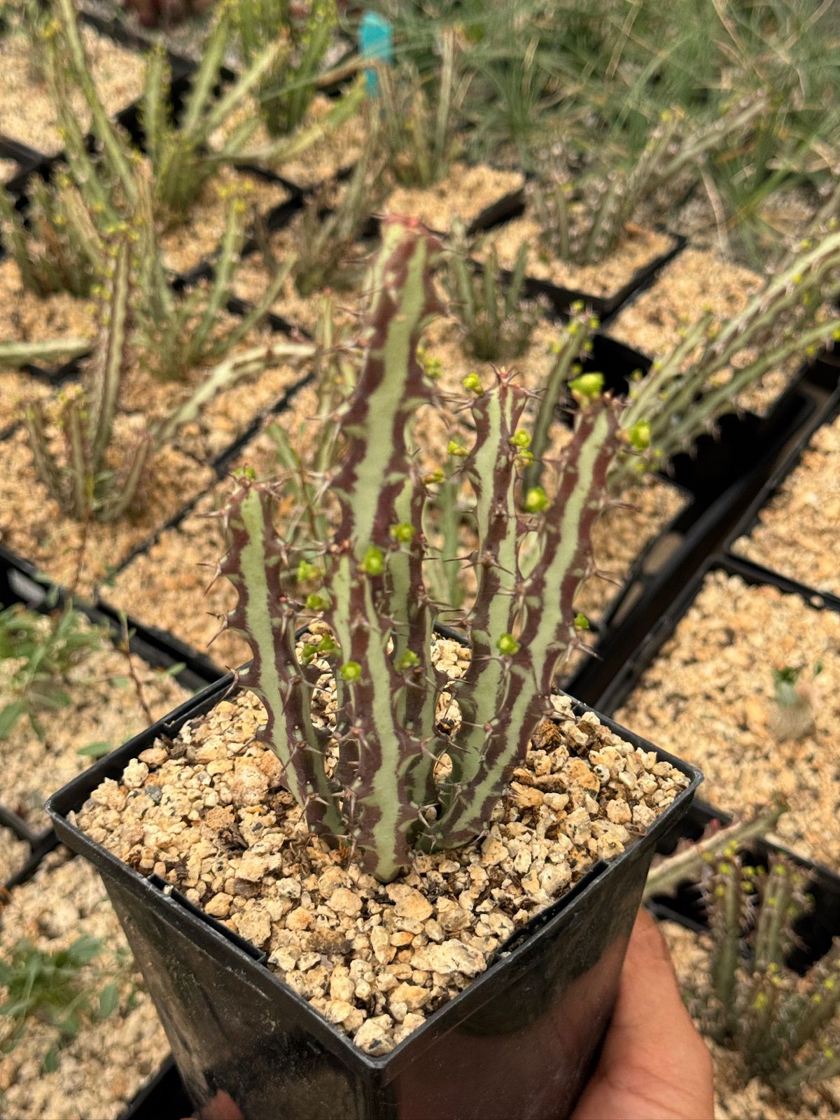 Euphorbia knutii