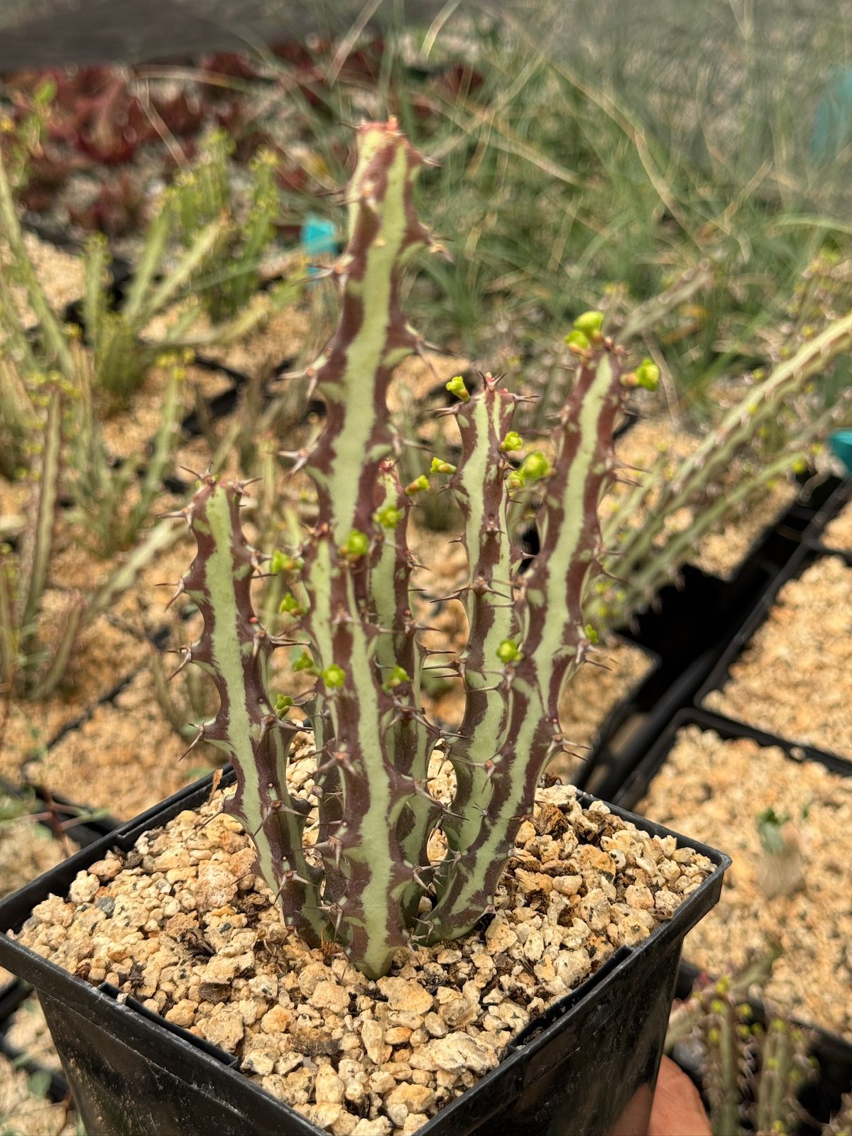 Euphorbia knutii