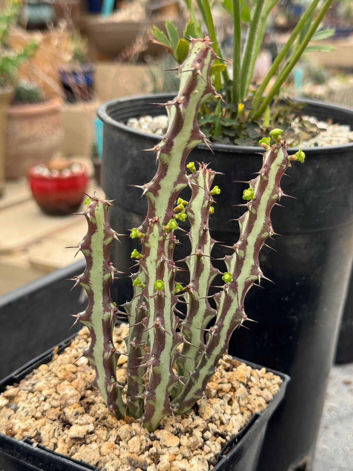 Euphorbia knutii