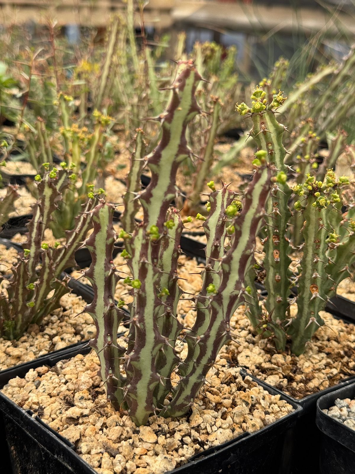 Euphorbia knutii