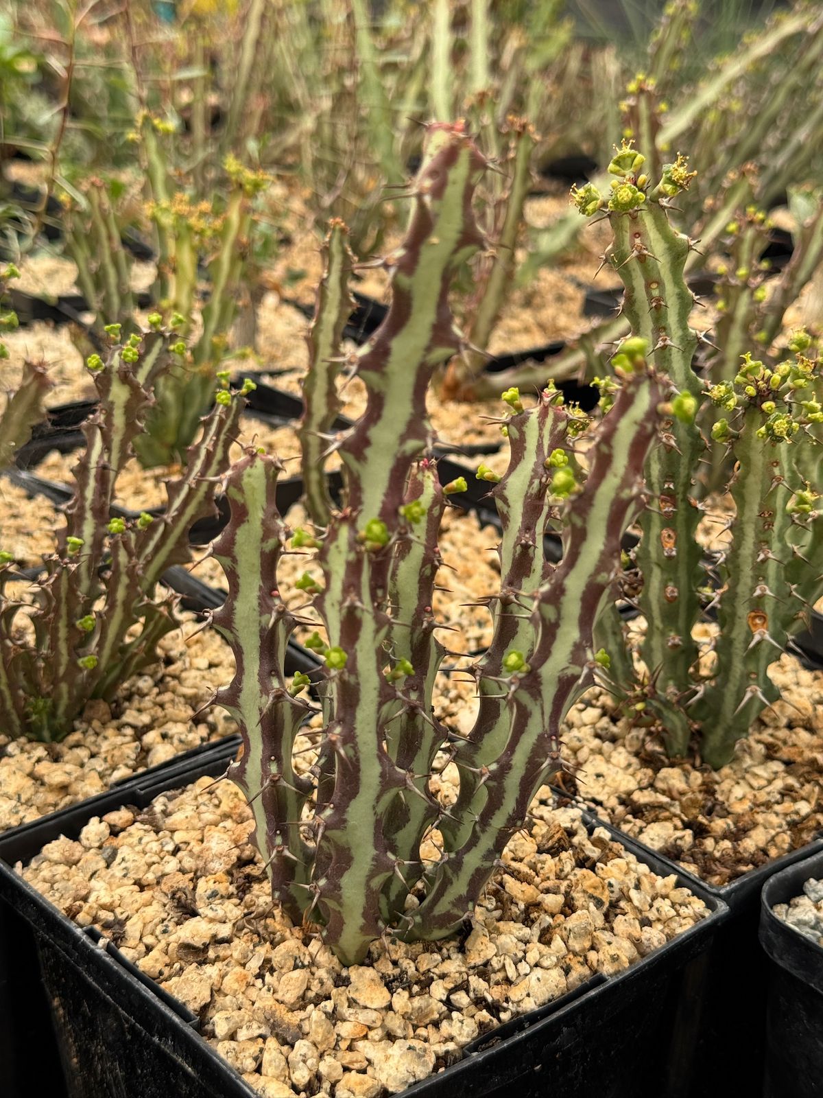 Euphorbia knutii