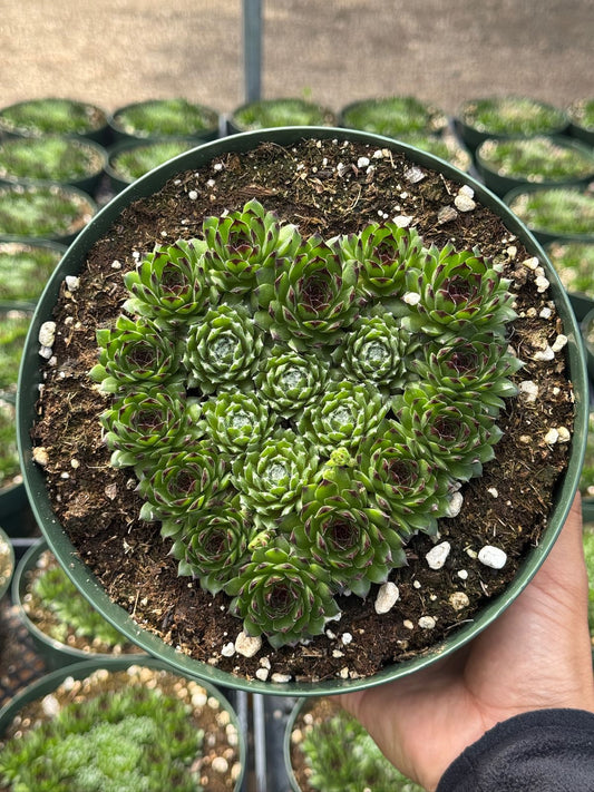 Sempervivum híbrido