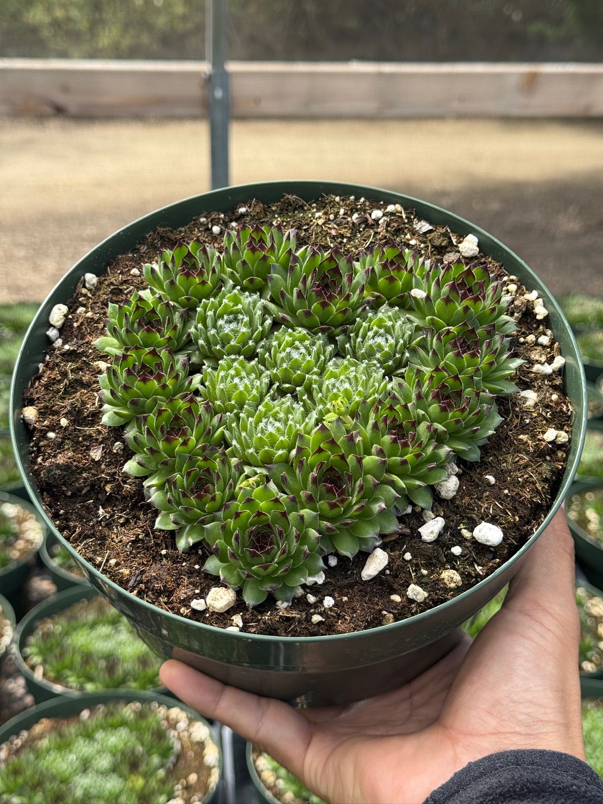 Sempervivum híbrido