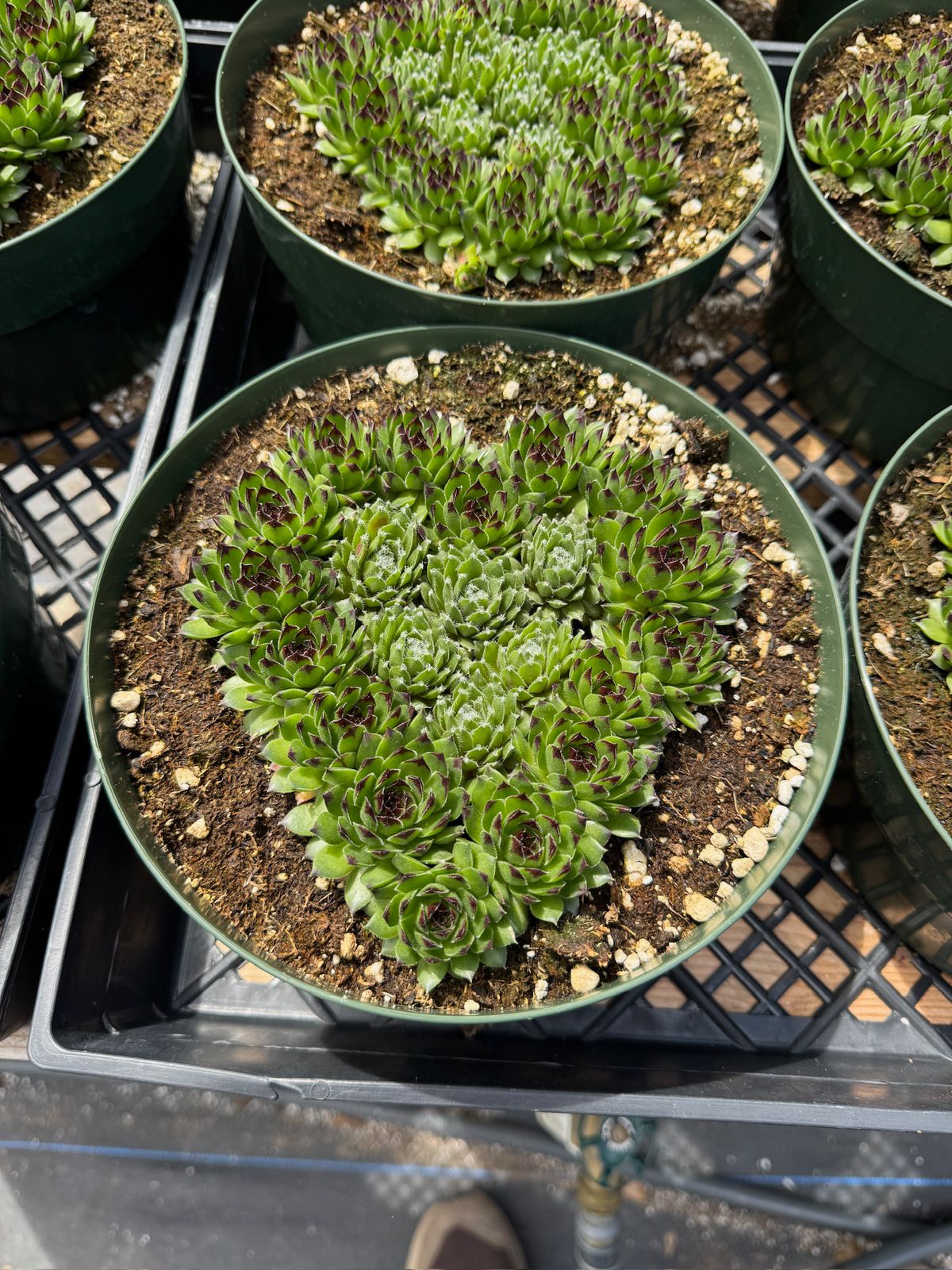 Sempervivum híbrido