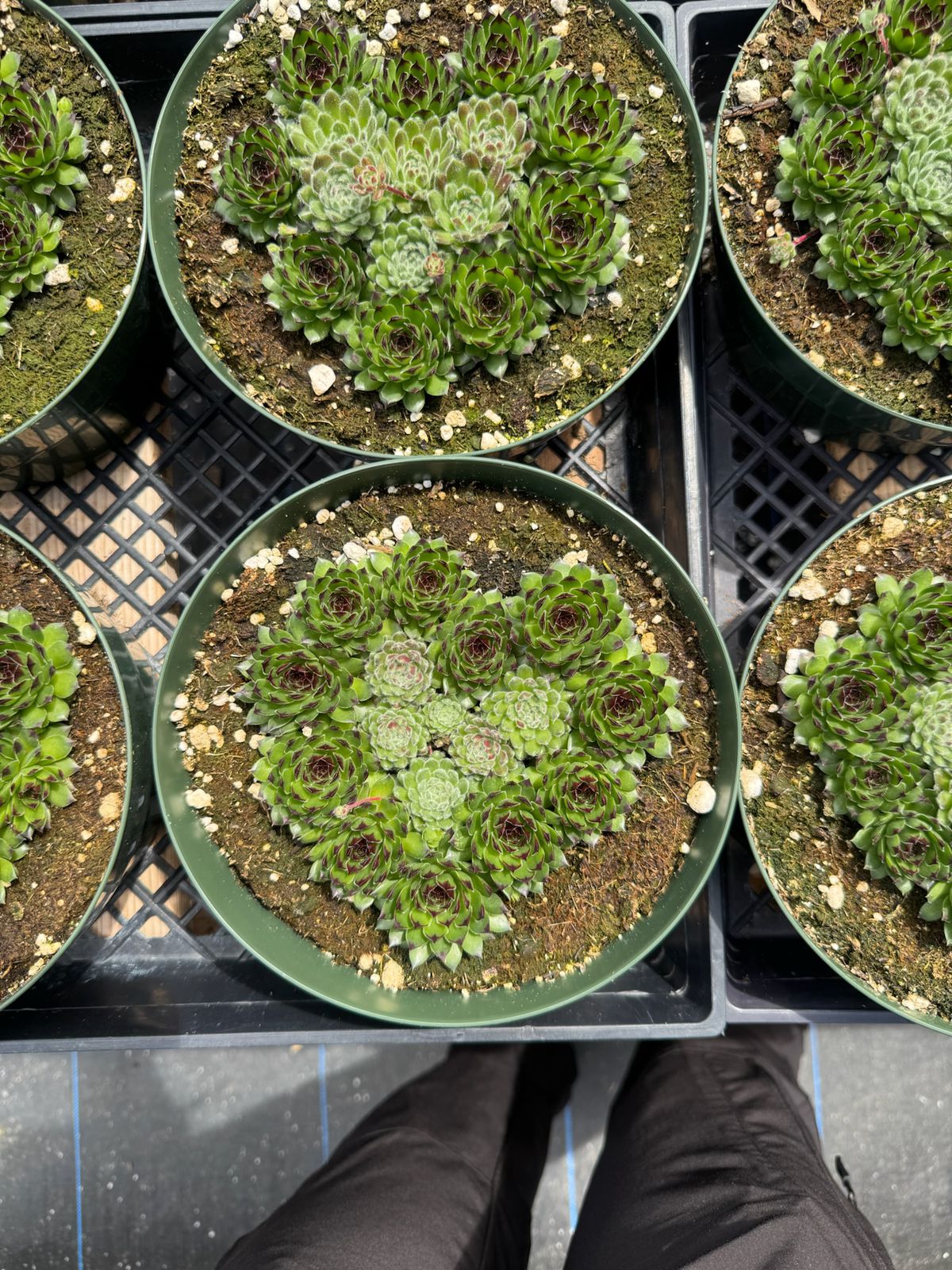 Sempervivum híbrido