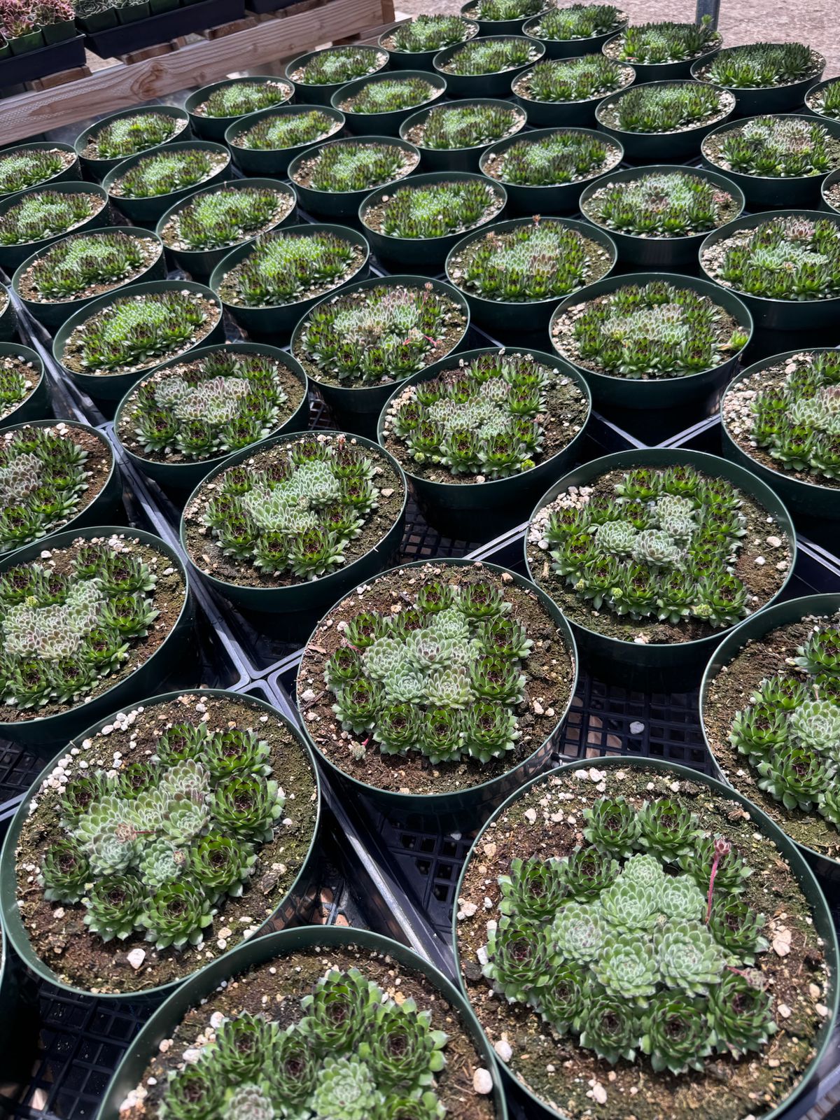 Sempervivum híbrido