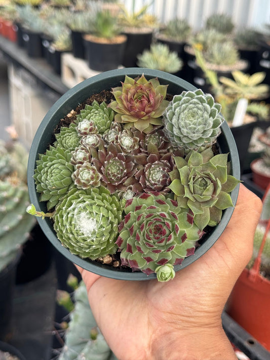 Maceta Sempervivum 5”
