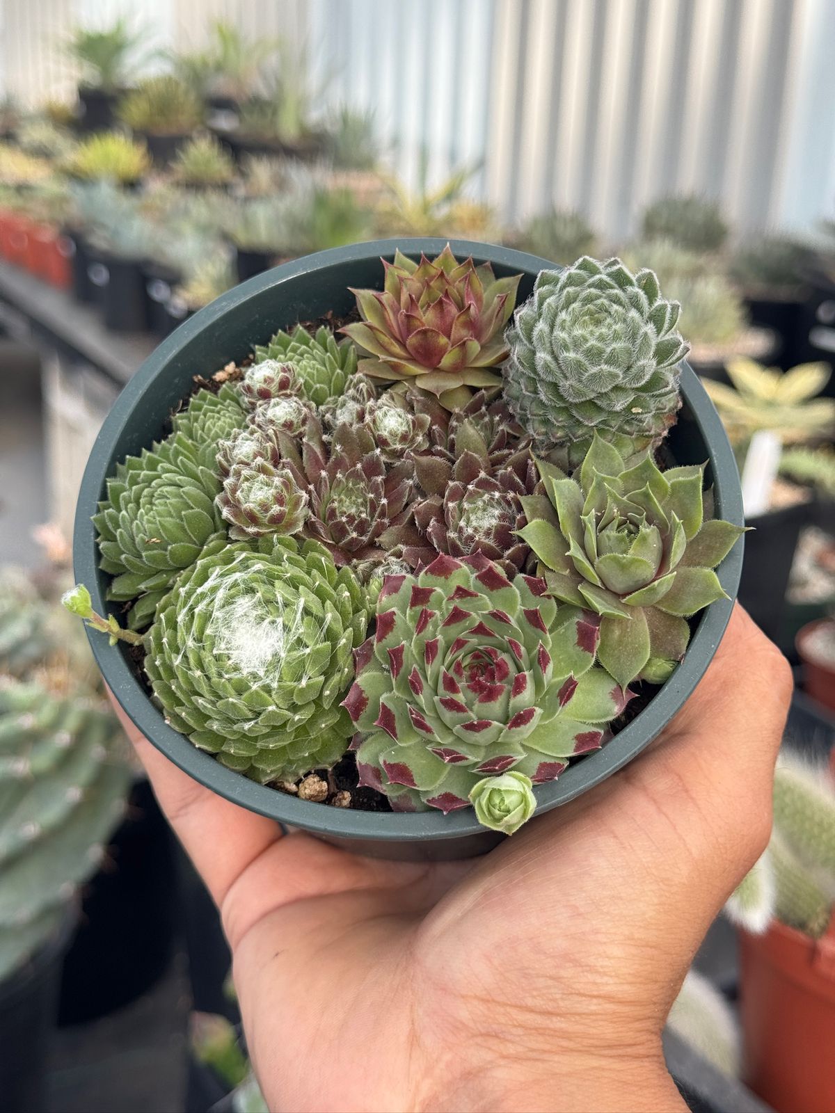 Maceta Sempervivum 5”