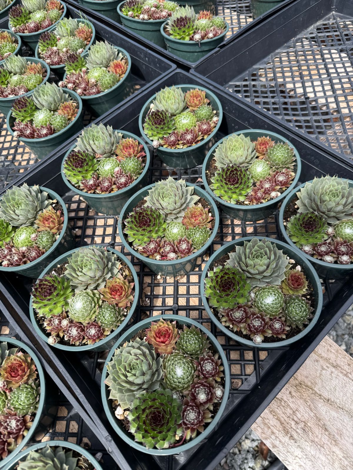 Maceta Sempervivum 5”