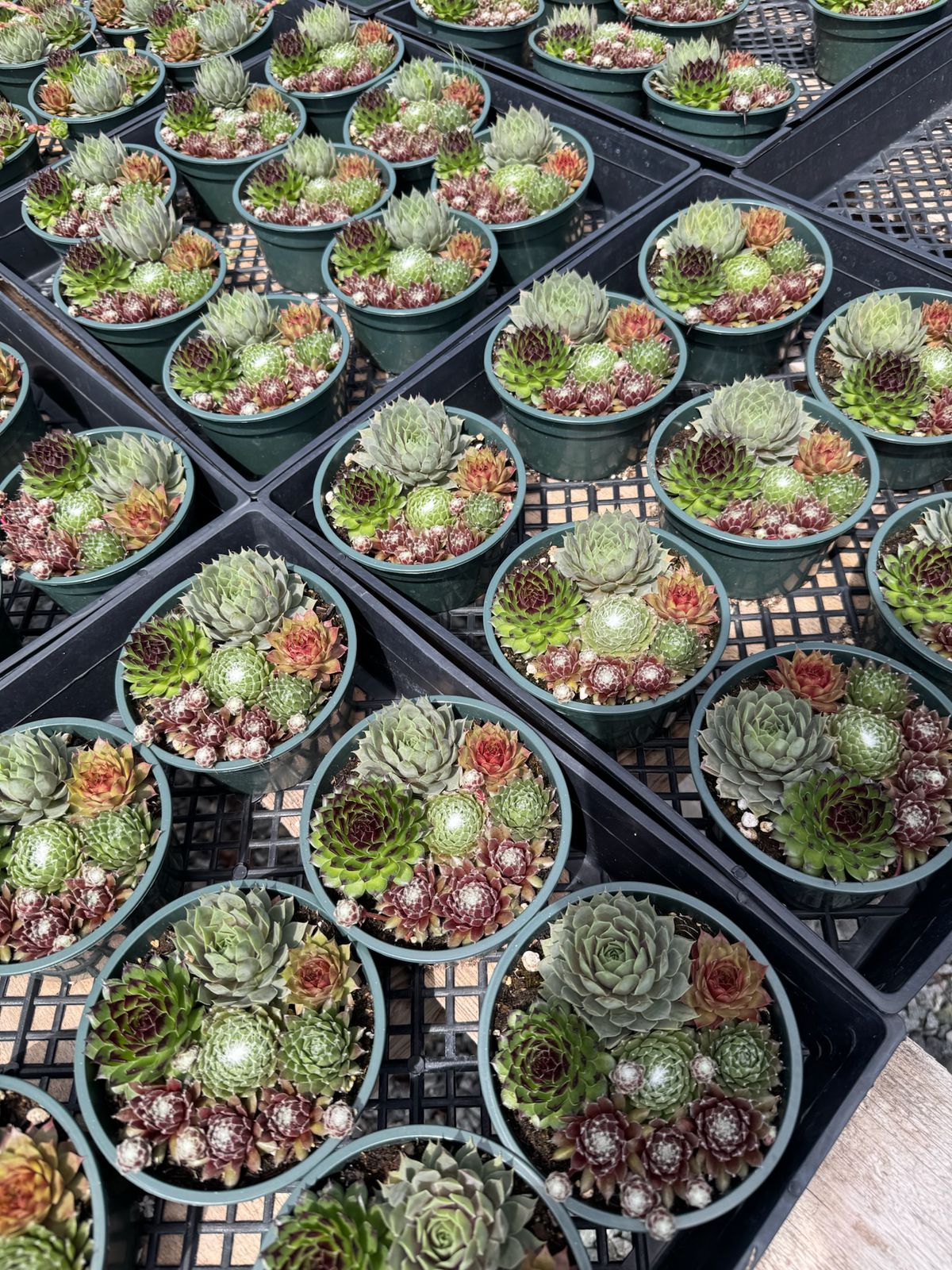 Maceta Sempervivum 5”