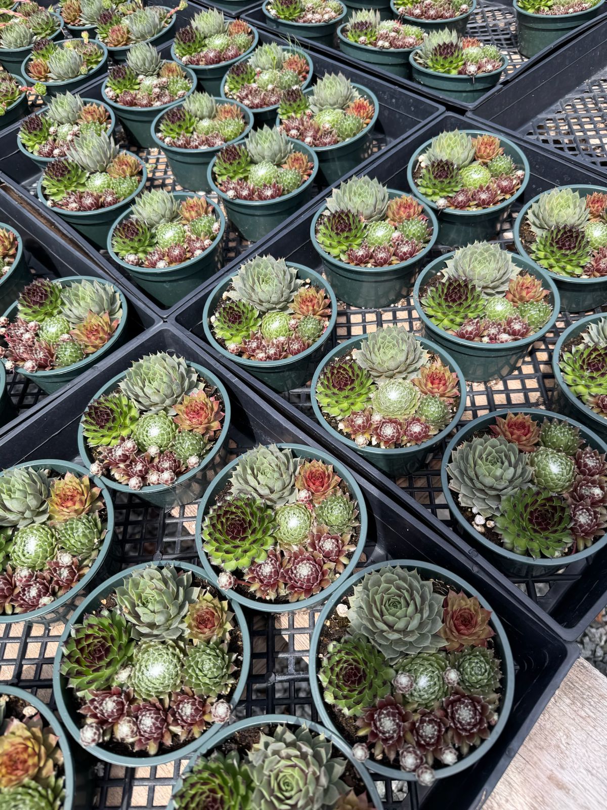 Maceta Sempervivum 5”