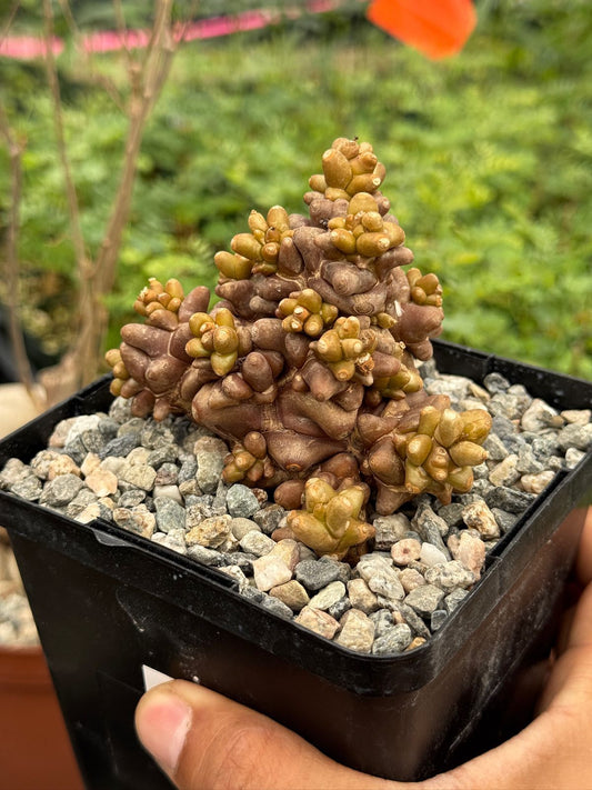 Othonna herrei