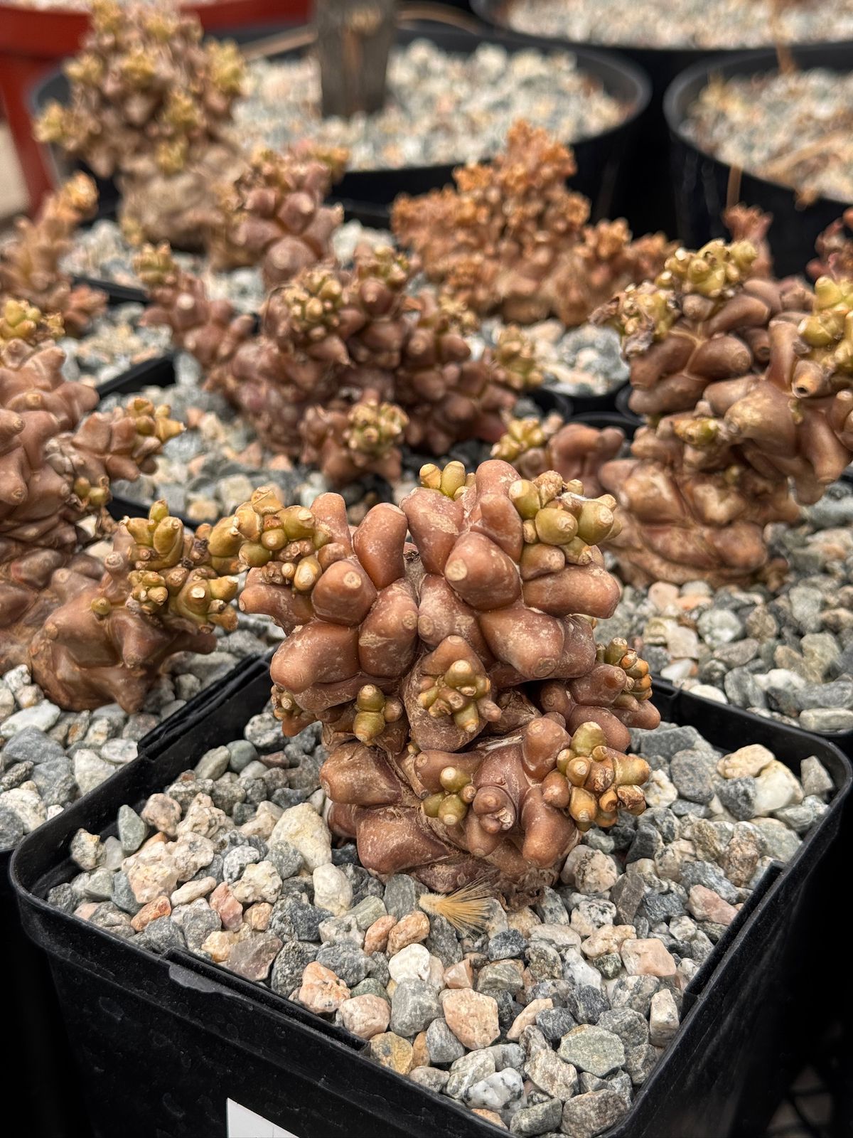 Othonna herrei