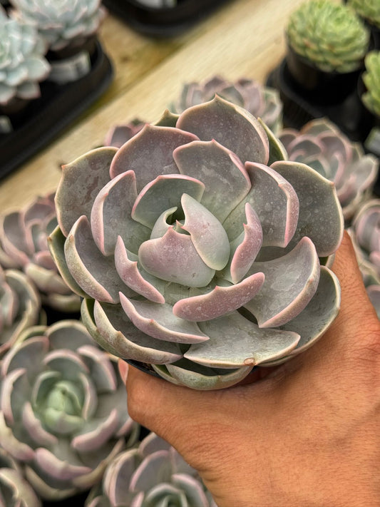 Echeveria lotus